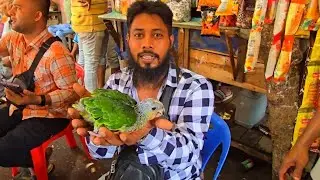 Orange Winged Baby Amazon Parrot Price In Bangladesh - Mirpur 1 Birds Market