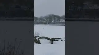 ❄️Dorfteich Wenningstedt / Sylt 3.2.2021 bei Schnee❄️