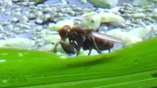 Shore Fly hunting on a blade of grass floating in a pond (Ochthera)