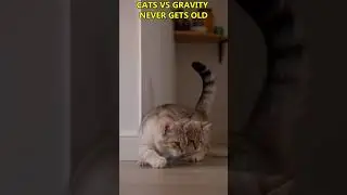 When Cats Overestimate Their Abilities #shorts #short #youtubeshorts #cat
