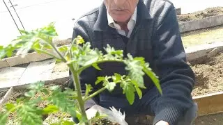 Üşüyən Pomidor Şitillər
