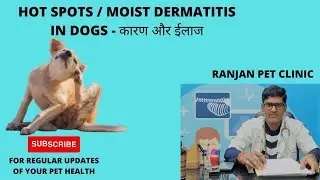 Hot spots / moist dermatitis in dogs - कारण और ईलाज