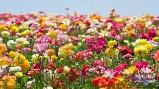 Quiet Bloom: Soft Zen Meditation Music
