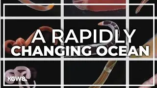University of Oregon researchers discover new ocean worm species