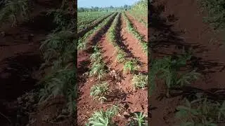 #agriculture #cassava #farming