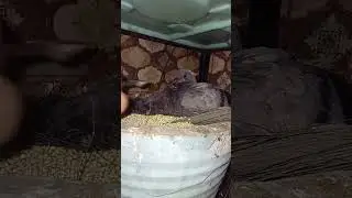 Baby pigeons doing flapping and stretching in the nest #bird #pigeon #kabutar #kabootar