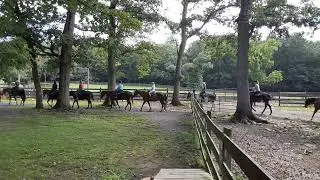 Fort Valley Ranch Trail rides  540 933 6633. call today to book a ride  www.fortvalleyranch.com