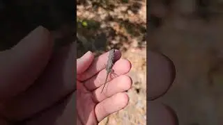Cute baby lizard! He's so tiny! #babyanimals #lizard #gecko #reptiles #herping #wildlife #justababy