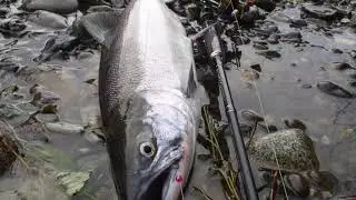 Sockeye Journal