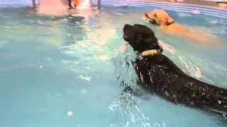 A Dog's Dream - Doggie Daycare - Swimming Pool