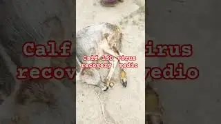 #calf LSD virus #shortsviral #subscribe #shorts #animals #ytshorts #trending #shortvideo #short