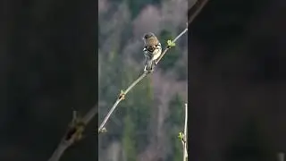 Common Chaffinch Beautiful Song #chaffinch #shorts