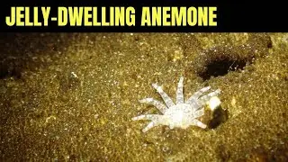 Jelly-Dwelling Anemone 2 | Salish Sea Marine Wildlife