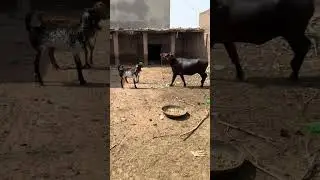 Tofani bull 🐂 #cow #2025
