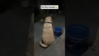 Perfect match 😂| Rubi  #youtubeshorts #shorts #labrador #funny #viralshort #trending @labrarubi8589