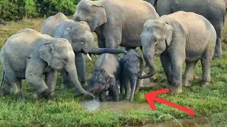 Cuteness Overload: Baby Elephant Meets the Herd