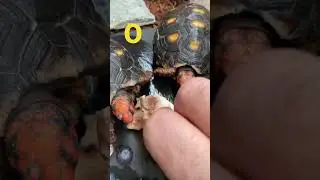 Cherry Head Tortoise feeding #youtube #youtubeshorts #tortoise #tiktok #viral #pets #reels #new #lov