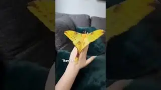 COMET MOTH.☄️
