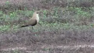 Australian Pratincole (Stiltia isabella)