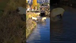 Crazy Bull Elk Battle in Estes Park Colorado