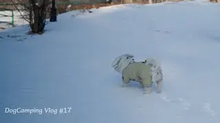 Warm camping in the winter forest with a 14-year-old dog🐾 . Wood stove ASMR
