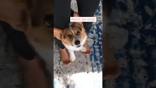 I Love the Corgi Strut #corgi #dance  #pets #shorts