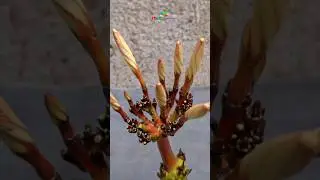 How to grow plumeria plant from cuttings #short #plumeria #cuttings