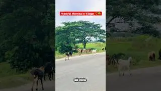 &ldquo;Peaceful Morning in Village | Relaxing Nature Sounds  | Anik Stories #relaxingsound #soothingsunday