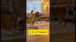 1, 2, 3, Freeze!