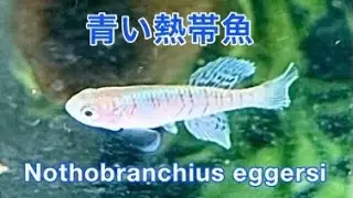 【青い熱帯魚】卵生メダカ ノソブランキウス エガーサイ ブルー系 〜killifish nothobranchius eggersi〜 生後１ヶ月 ヒレに青の発色が乗ってきました #Shorts
