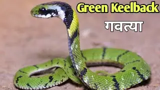 Green keelback snake documentary| Grass snake Poisonous snake #snakes #indiansnake #venomous