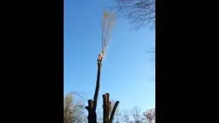 Tree cutting accident