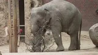 elephant group swimming,Elefantenbaden Zoo Leipzig,Zoo Videos elefant baby