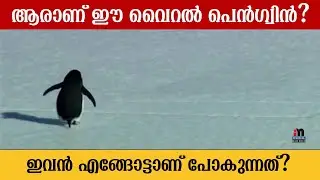 Who is this viral penguin? Where is he going? #nihilist #viralvideo #malayalam #viralpenguin