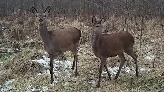 STYCZNIOWE NAGRANIA Z FOTOPUŁAPEK