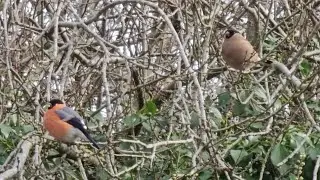 Eurasian Bullfinch