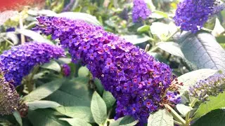 Buddleia Pugster Blue®// Amazing Proven Winners® Butterfly Bush - Huge Dark Blue Blooms/ Dwarf Plant