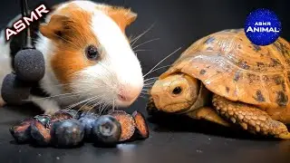 TORTOISE & GUINEA PIG 🫐 ASMR EATING BLUEBERRY 🐢 Turtle Tortoise 84