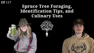 Spruce Tree Foraging, Identification Tips, and Culinary Uses [Podcast]