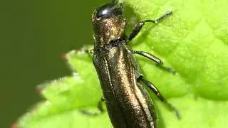 Agrilus cuprescens - Macro Movie