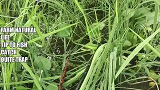 Amazing Fishing fish trapping system,new technique of catching eels,amazing