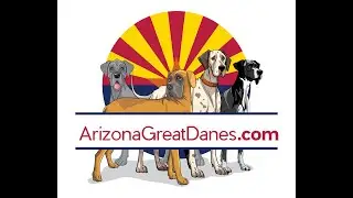 Great Dane Puppies Available