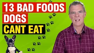 13 Foods Never to Feed Your Dog (Includes a Few Surprises!)