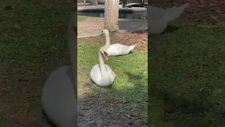 Two Swans Relaxing in the Sun! 🦢☀️#Swan #MuteSwan #Birds #WildBirds #Shorts #BirdVideos #BirdShorts