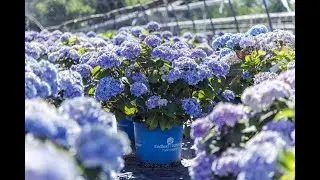 Wholesale Plants: What's Shipping Now June 16, 2023