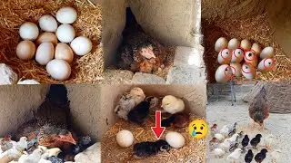 murgi ka nechey 10 eggs rakhe | murgi 20 din andon per baithane ke bad | 7 colorful chozy nikale ||