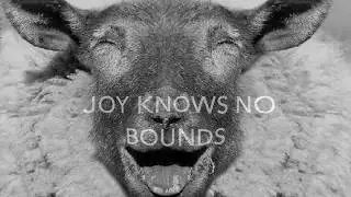 Descendants of Bashar  -  Joy is Your Birthright