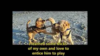 Getting My Dog a Dog