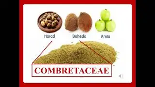 Medicinal Plants of Combretaceae family, #jagannath #rathyatra #tree #medicinal #birds #sacred