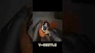 Beetle Unboxing! Goliathus Regius Big Male (Beetle ASMR)